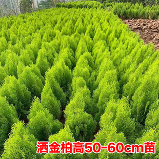 洒金柏树苗洒金柏球洒金柏小苗柏树黄金柏墓地清明松庭院耐寒绿篱