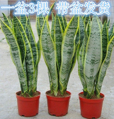 虎皮兰金边虎尾兰水培植净化空气