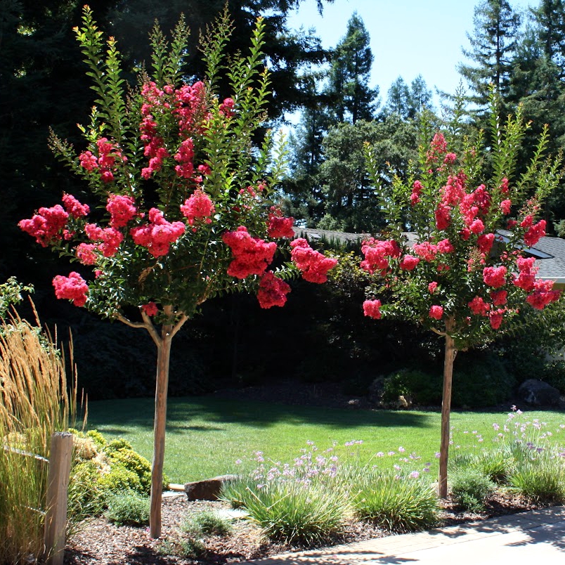 百日红紫薇花苗庭院别墅小区风景