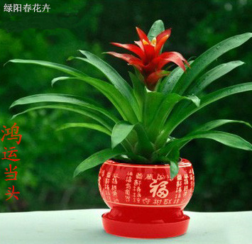 鸿运当头盆栽小红星带花卉室内招财植物办公室大红花凤梨绿植好养