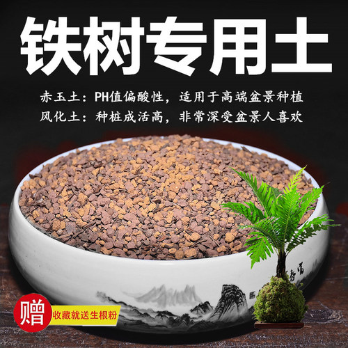 铁树专用土赤玉土风化土风化石颗粒土酸性土红土专用肥玉肥营养土