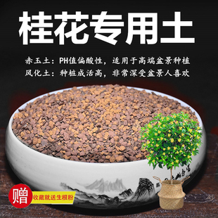 桂花专用土赤玉土风化土风化石颗粒土酸性土红土专用肥玉肥营养土