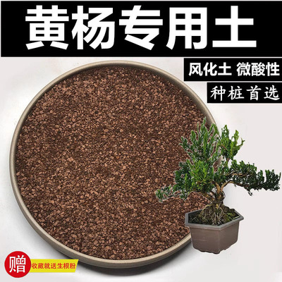 风化土专用土颗粒土风化石黄杨土