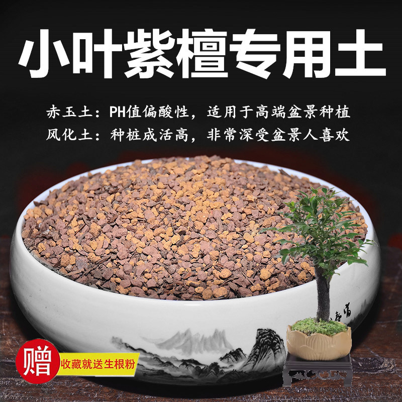 小叶紫檀黑骨茶专用土赤玉土风化土室内盆景颗粒土酸性红土营养土
