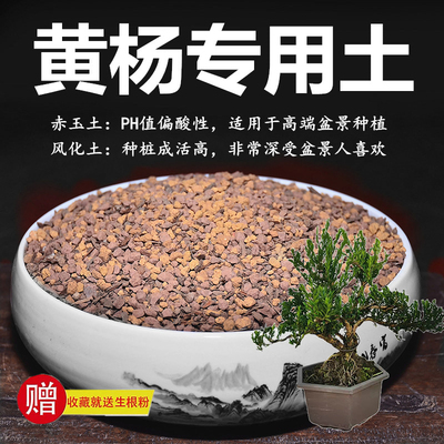 黄杨土雀舌黄杨珍珠黄杨瓜子专用土赤玉土风化土颗粒红土专用玉肥