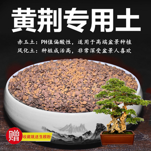 黄荆专用土赤玉土风化土风化石颗粒土酸性土红土专用肥玉肥营养土