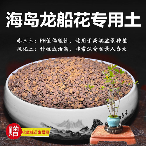 海岛龙船花专用土赤玉土风化土