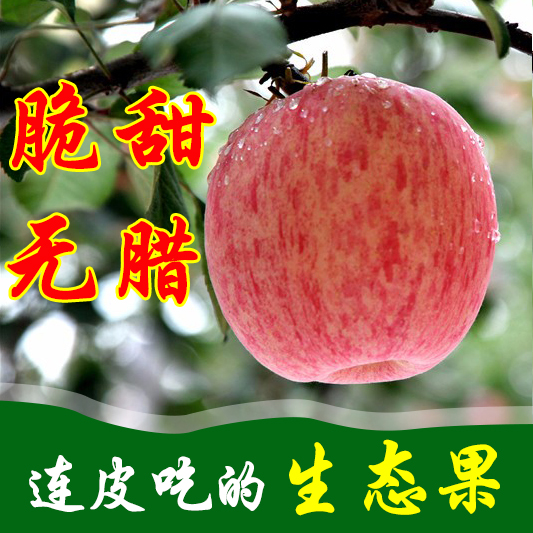 新鲜陕西洛川苹果脆甜可口红富士苹果 爸爸的富士苹果10斤包邮