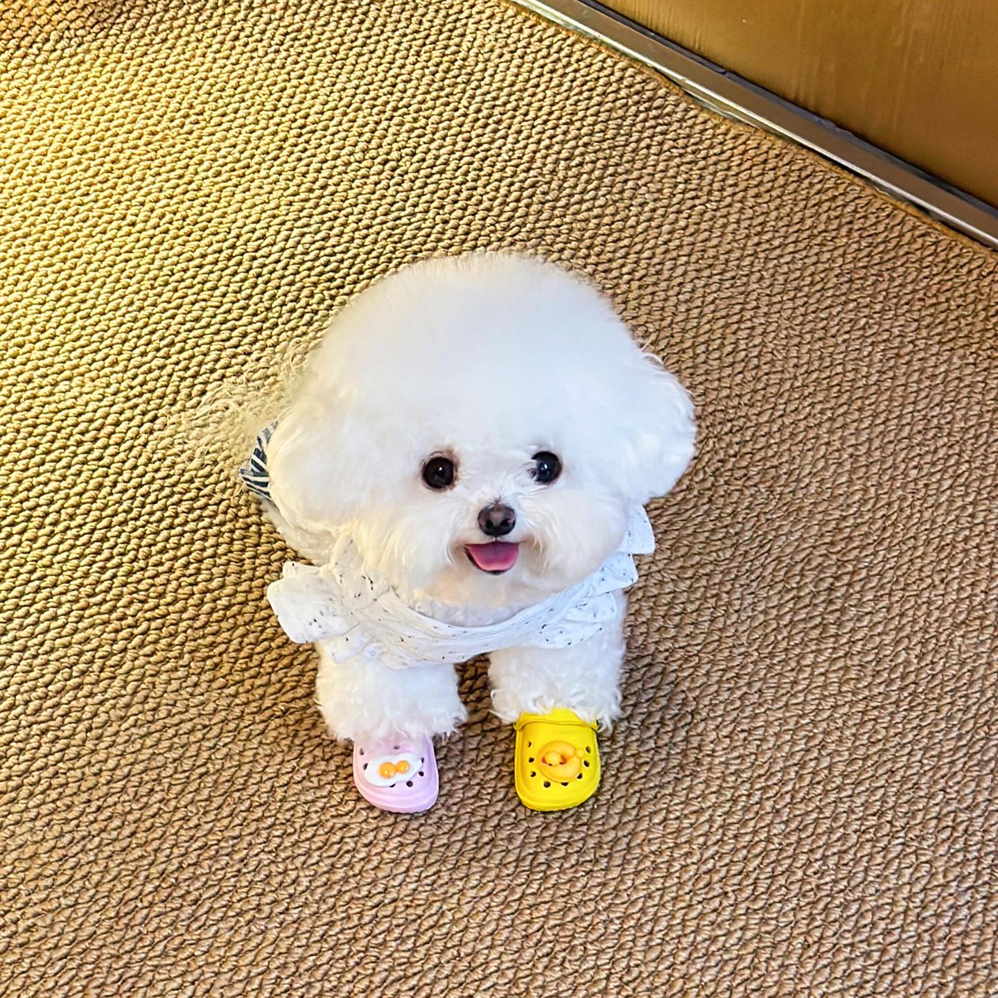 狗狗洞洞鞋小型犬泰迪比熊拖鞋猫狗宠物夏季鞋子可爱迷你拍照道具