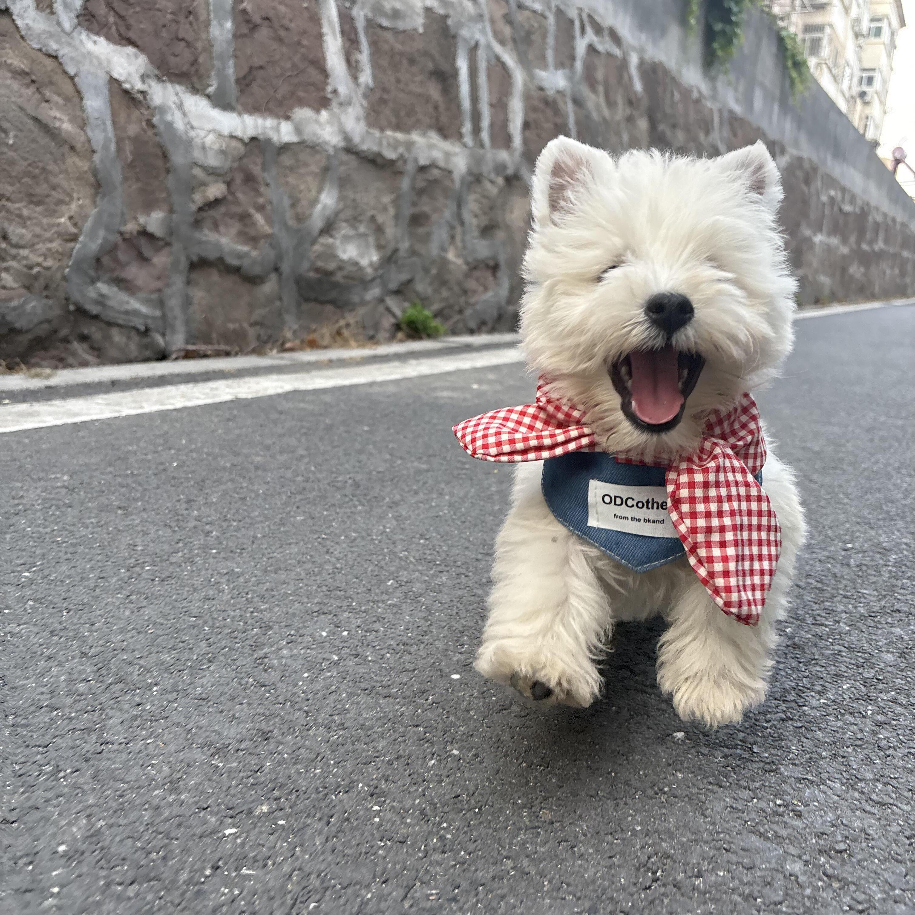 红格子宠物口水巾小狗围脖中小型犬狗狗衣服ins风可爱夏季三角巾