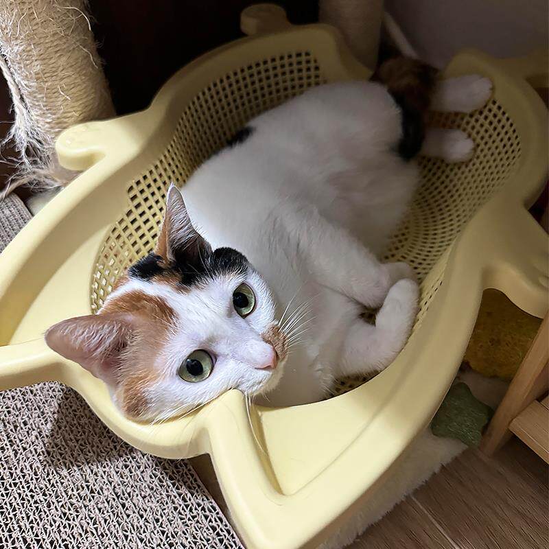 菜篮子猫窝四季通用夏季透气防潮猫床创意猫咪睡觉垫子宠物用品