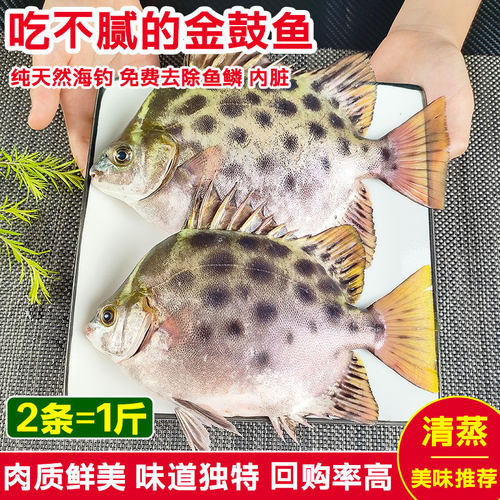 海钓金鼓鱼湛江特产纯天然