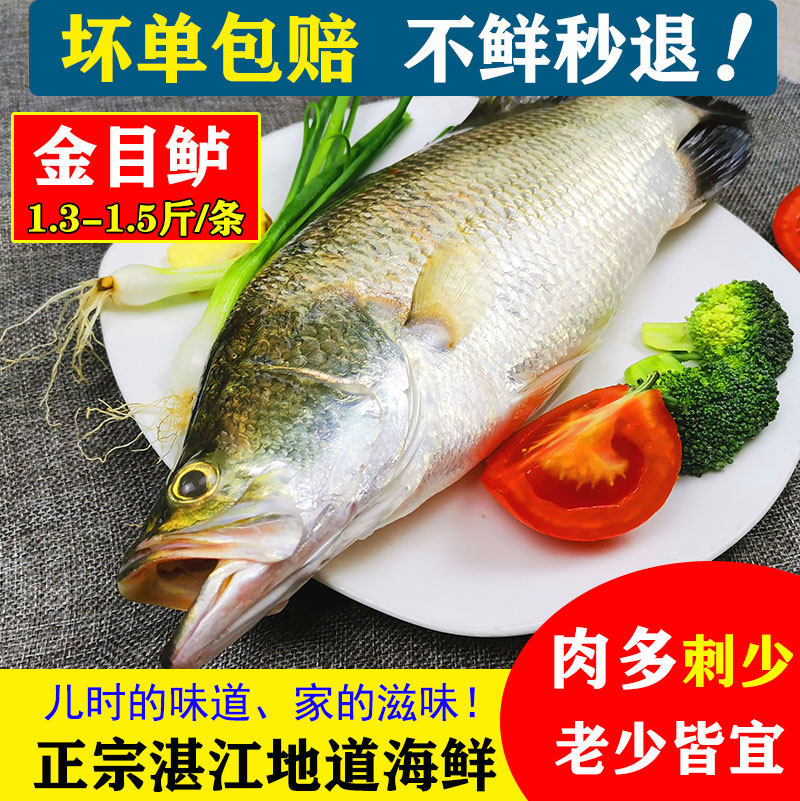 湛江海鲜盲曹鱼鲜活海鱼深海鱼槽鲈鱼新鲜鱼类尖吻鲈金目鲈鱼