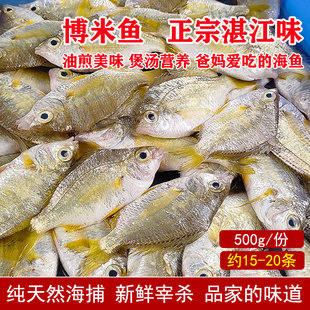 湛江海鲜新鲜海鱼小鱼仔天然海仔鱼生鲜水产非冷冻鱼类鲜活博米鱼