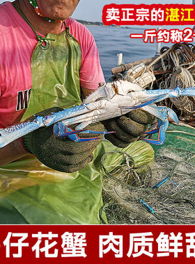 湛江海鲜兰花蟹冰鲜海捕大蓝花蟹