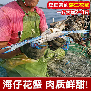湛江海鲜特产兰花蟹超大梭子蟹4-6两公蓝螃蟹冰鲜大蓝花蟹海飞蟹