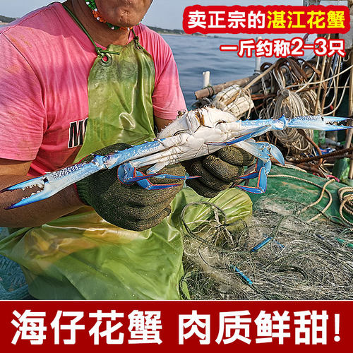 湛江海鲜兰花蟹冰鲜海捕大蓝花蟹