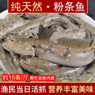 湛江海鲜水产活捕跳跳鱼大弹涂花跳鱼生鲜冷冻滩涂纯天然超大粉条