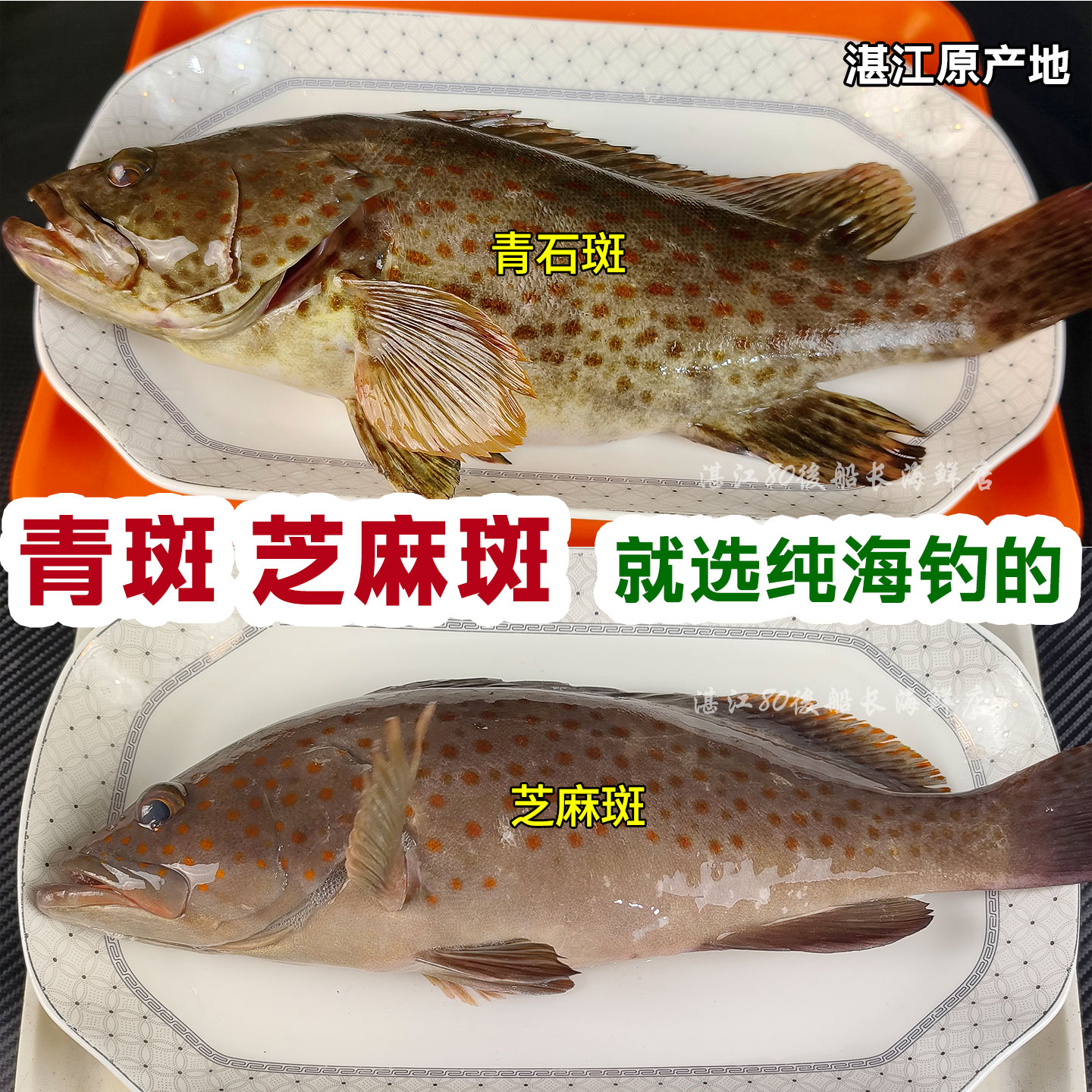 湛江海钓芝麻石斑青石斑鱼新鲜冷冻深海石斑鱼海鲜水产清蒸食材