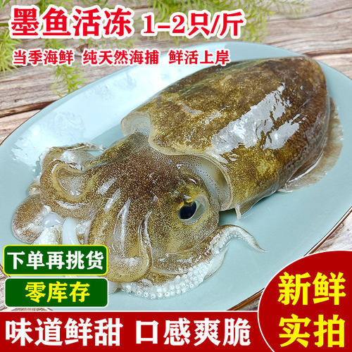 湛江特产墨鱼大乌贼海捕墨鱼仔