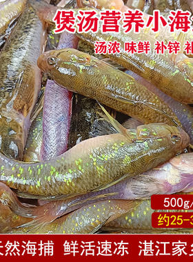 湛江海鱼新鲜调鱼仔鲜活狗母鱼笋壳鱼海鲜水产营养煲汤食材杂鱼仔