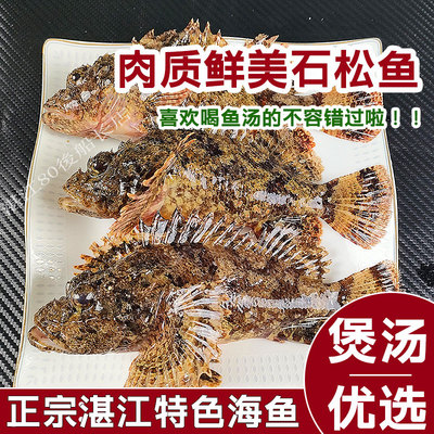 湛江特产大石翁鱼海钓虎头石松鱼