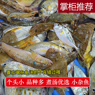 湛江海杂鱼小海鱼鲜活海捕杂鱼仔