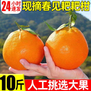 春见耙耙柑10斤粑粑柑新鲜当季水果大果甜橙子耙耙丑八怪柑橘桔子