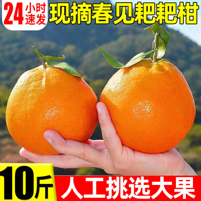 春见耙耙柑10斤粑粑柑新鲜当季水果大果甜橙子耙耙丑八怪柑橘桔子