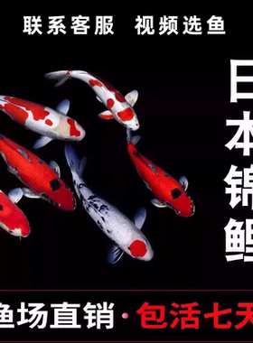 锦鲤活体观赏鱼淡水鱼冷水鱼