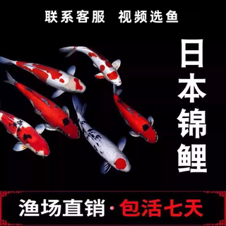 锦鲤活体观赏鱼淡水鱼冷水鱼锦鲤鱼白金黄金红白三色锦鲤红草鱼