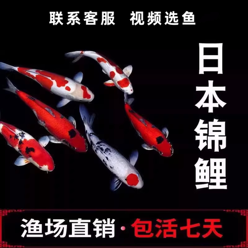 锦鲤活体观赏鱼淡水鱼冷水鱼