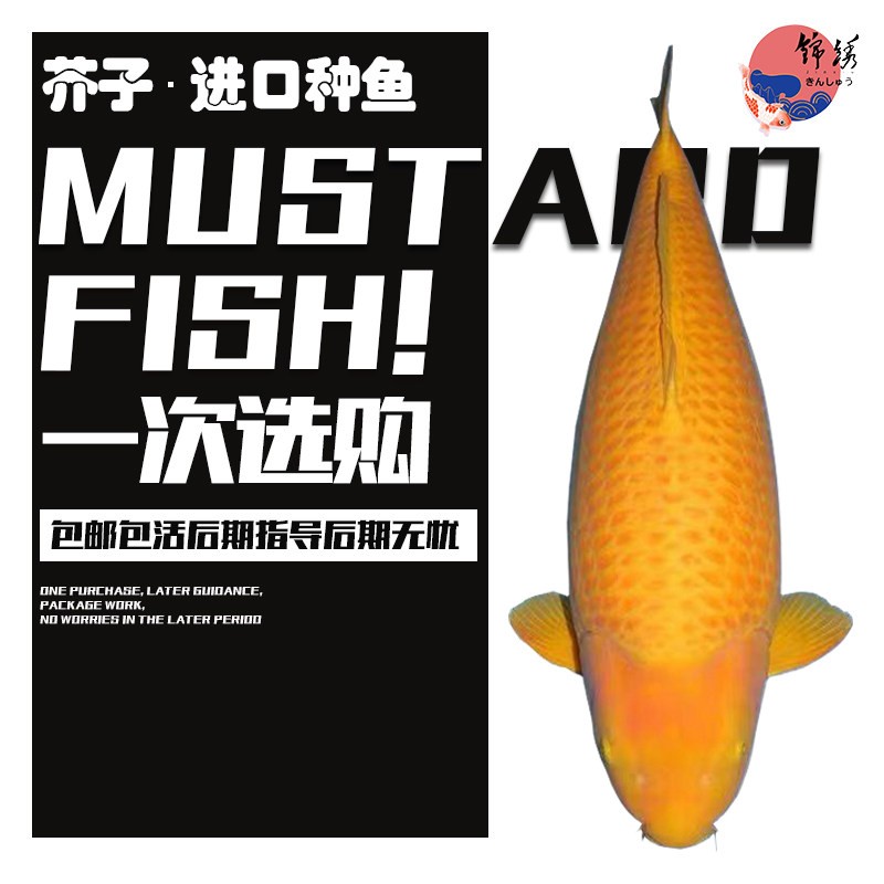 进口日本鱼芥子锦鲤精品纯种锦鲤观赏鱼活体锦鲤