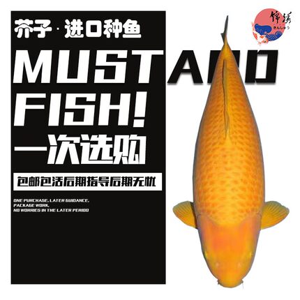 进口日本鱼芥子锦鲤精品纯种锦鲤观赏鱼活体锦鲤