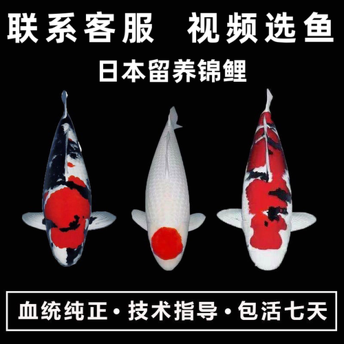 日本锦鲤活体观赏鱼大正三色昭和