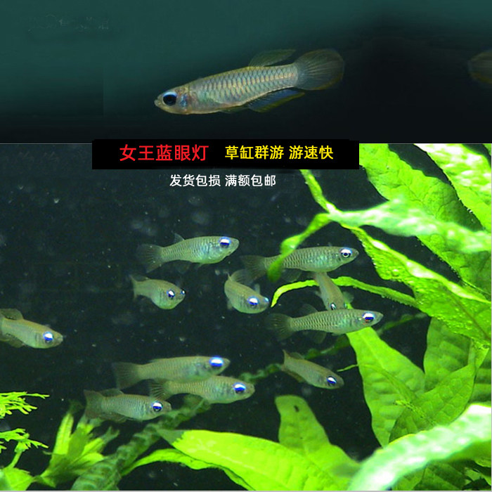 蓝眼灯鱼 群游青鳉蓝灯鱼女王蓝眼灯草缸混养小型热带鱼 蓝色鱼
