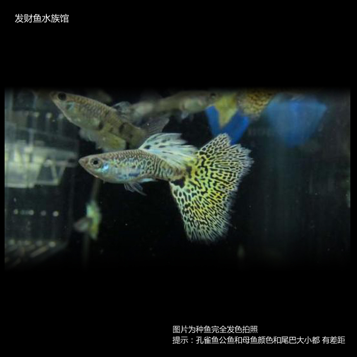 观赏鱼活体孔雀鱼纯种蛇王公母配对直接生小鱼草缸
