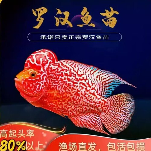 泰国进罗汉鱼苗招财长寿漂亮有灵性热带鱼苗好看成活率强爆头率高