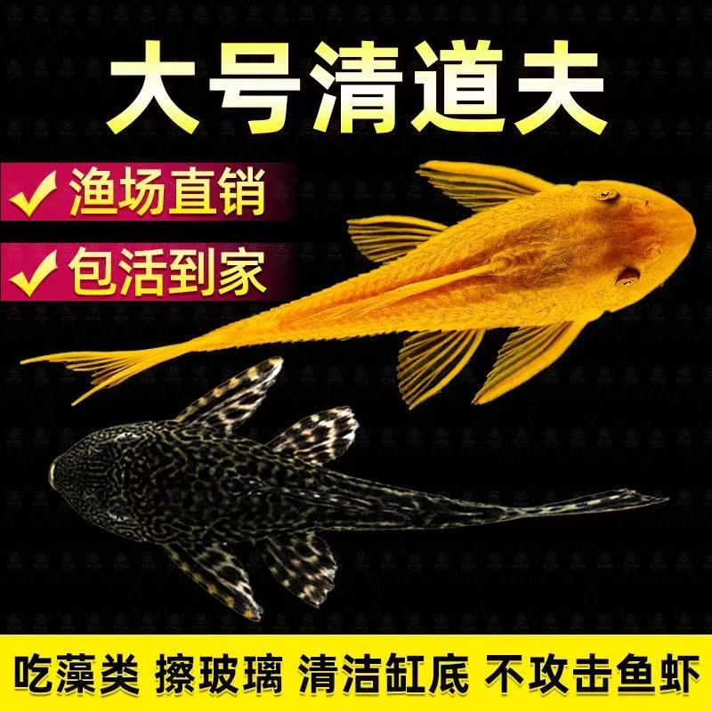 黄金红眼女王大帆大小型热带吃屎水藻类垃圾清洁工观赏豹纹清道夫