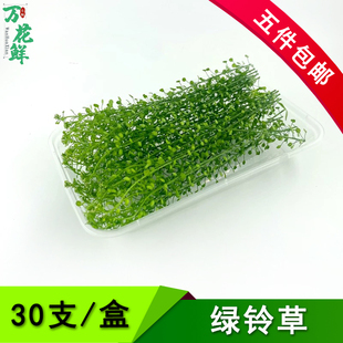 新鲜绿铃草30支蛋糕装饰叶子摆盘花草西餐厅精致冷盘甜品点缀植物