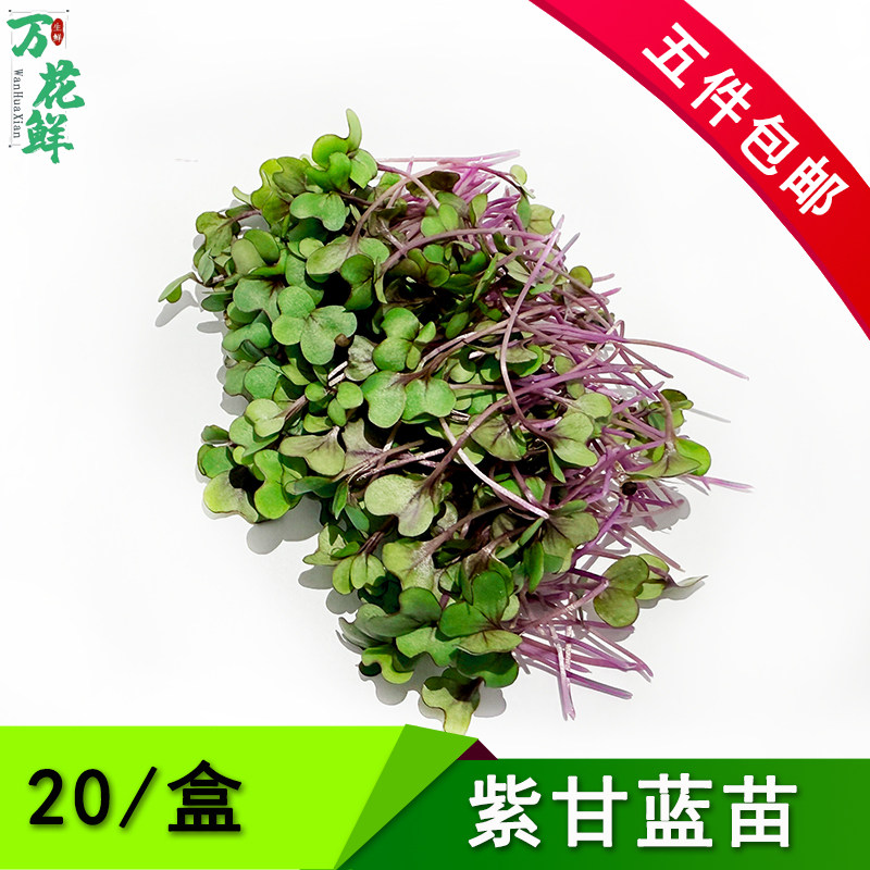 新鲜蔬菜 紫甘蓝苗 可食用芽苗菜 西餐酒店摆盘装饰花草 约20g