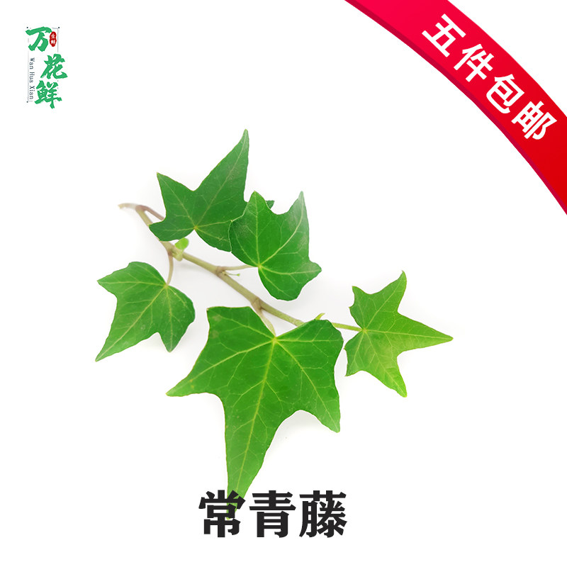 新鲜常青藤头常春藤非摆盘装饰