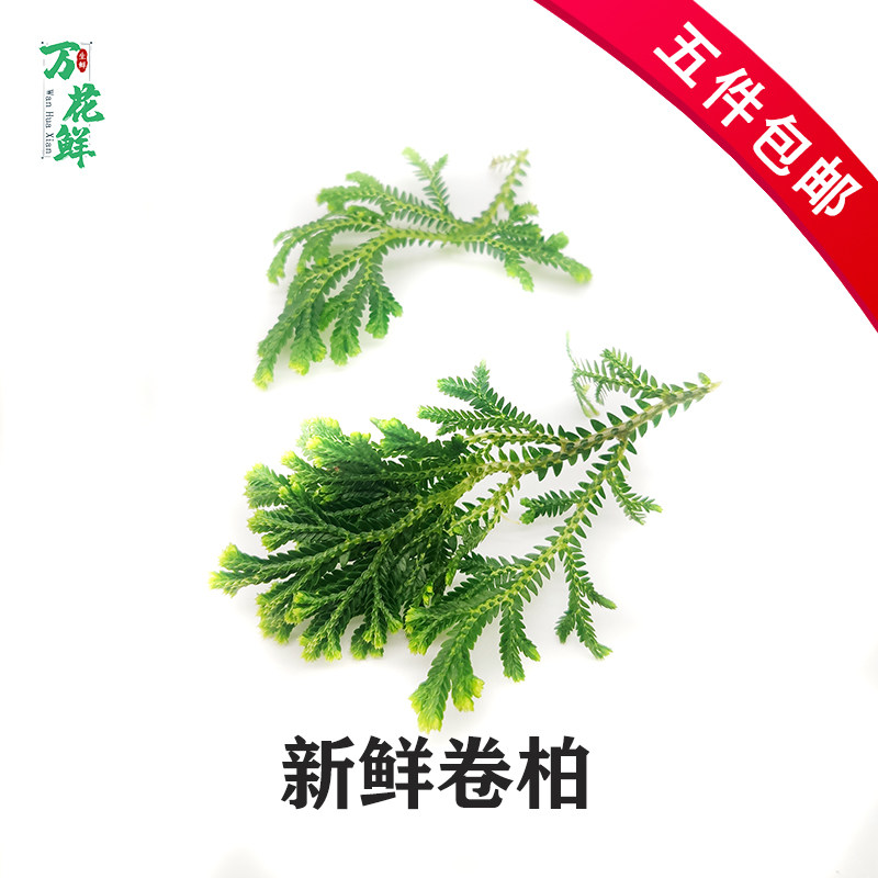 新鲜卷柏卷松20片冷艺摆盘装饰