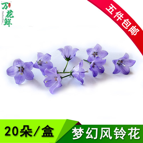 梦幻风铃花摆盘装饰食用花