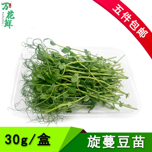 芽苗菜炫蔓豆苗食用苗菜