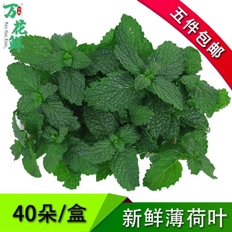 薄荷叶嫩头新鲜可食用泡水调酒香料蕃荷叶芽烘焙奶茶西餐摆盘装饰,水产肉类/新鲜蔬果/熟食,其它,淘宝优惠券,粉丝福利购,淘宝优惠卷