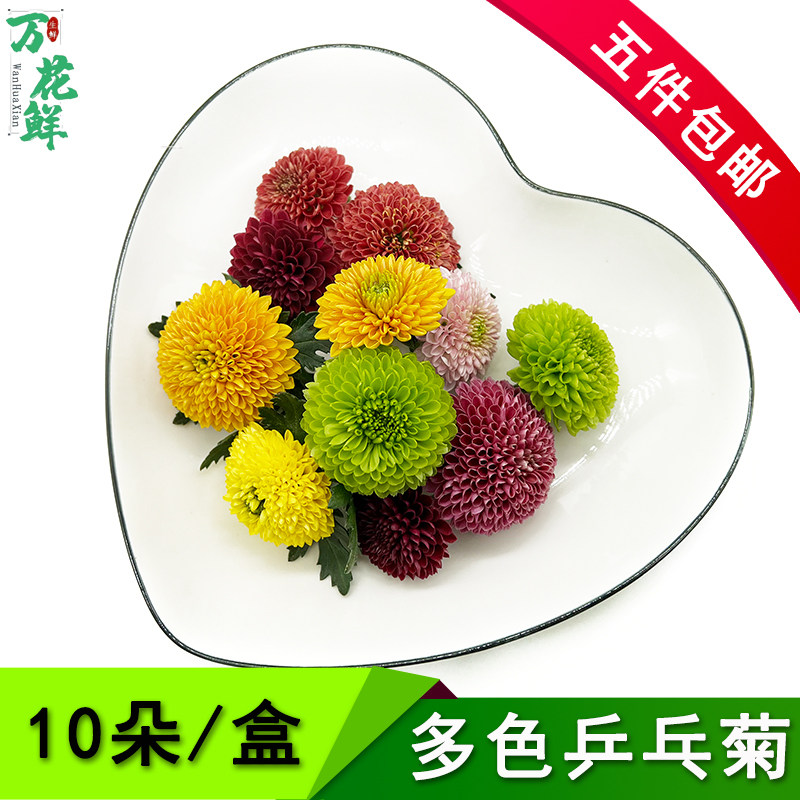 乒乓菊摆盘装饰新鲜采摘