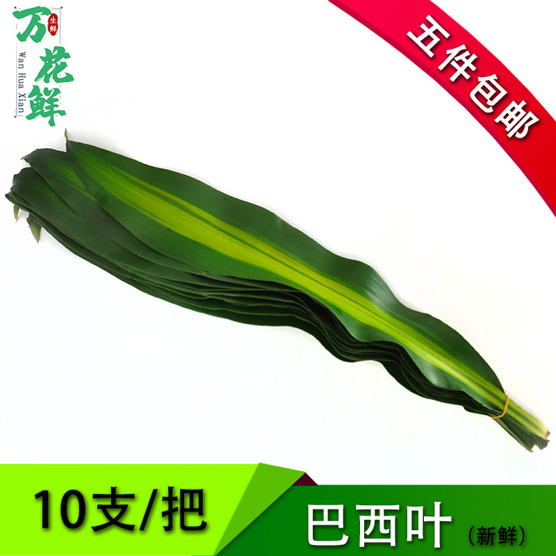 新鲜巴西叶10片一把西餐用料摆盘装饰