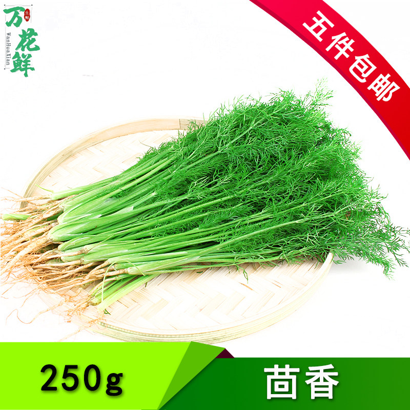 茴香特色蔬菜新鲜蔬菜