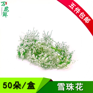 新鲜雪珠花 蕾丝花 酒店西餐摆盘日料冷菜点缀蛋糕装饰白色小花